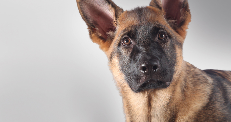 Fidelco Guide Dogs