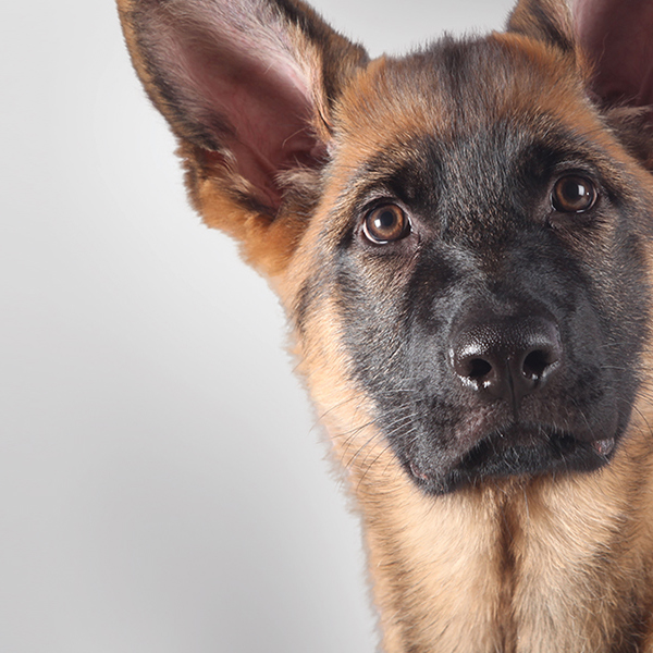 Elevate the brand to justify the need. 